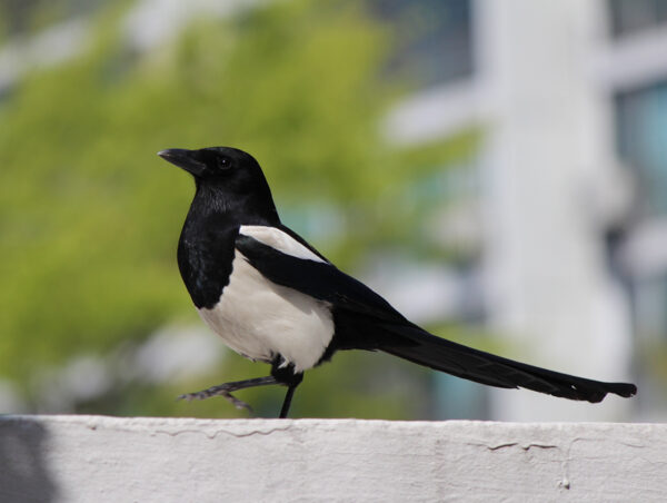 Free public domain CC0 photo.